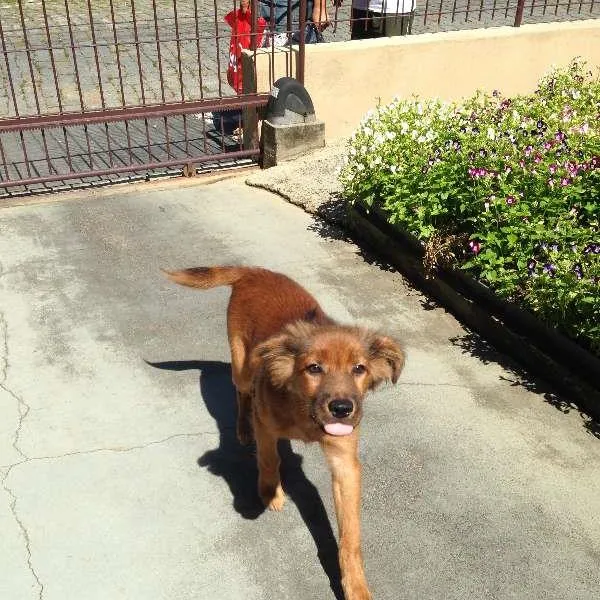 Cachorro ra a SRD idade 7 a 11 meses nome Jack