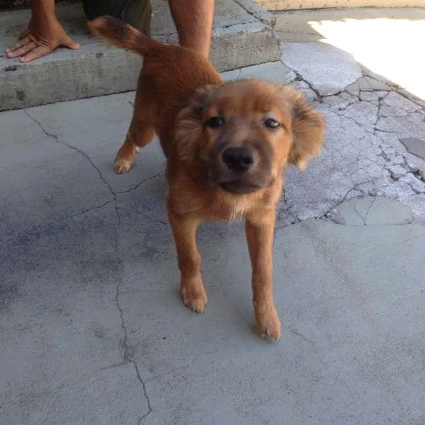 Cachorro ra a SRD idade 7 a 11 meses nome Jack