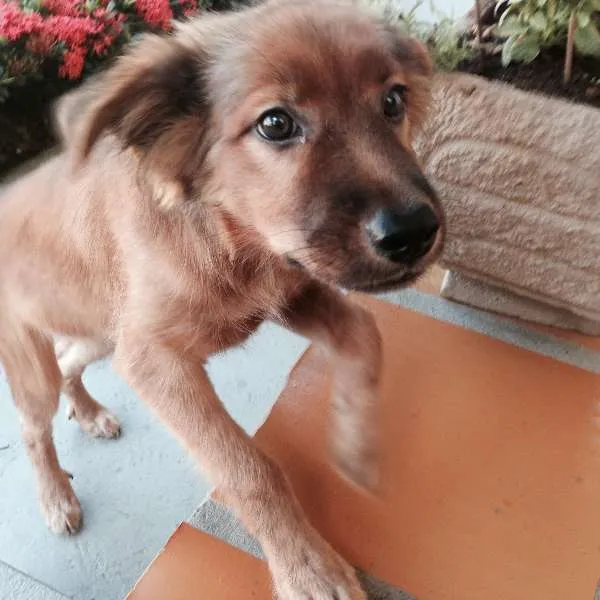 Cachorro ra a SRD idade 7 a 11 meses nome Jack
