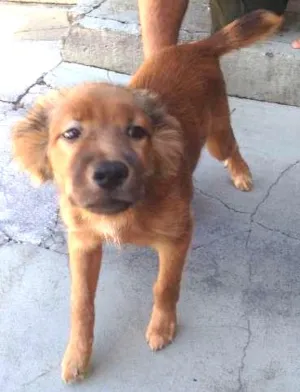 Cachorro raça SRD idade 7 a 11 meses nome Jack