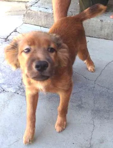 Cachorro ra a SRD idade 7 a 11 meses nome Jack