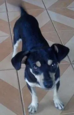 Cachorro ra a  idade 2 anos nome saimon