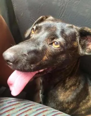 Cachorro raça SRD idade 7 a 11 meses nome Kyra