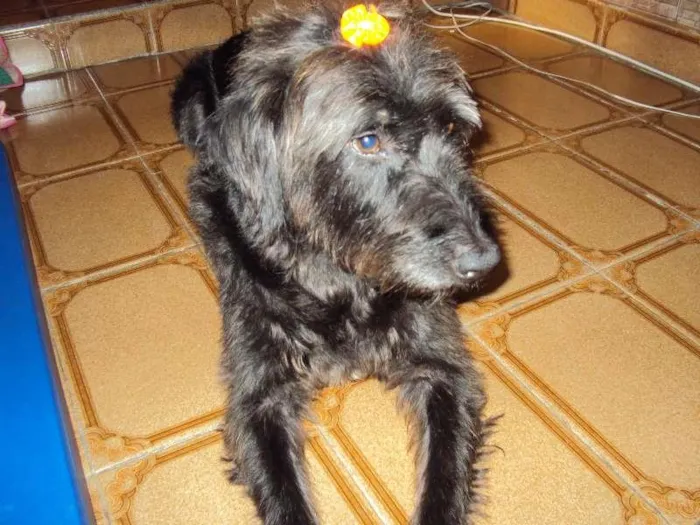 Cachorro ra a SRD idade 6 ou mais anos nome sem nome