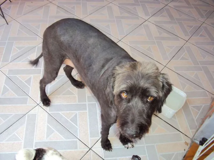 Cachorro ra a SRD idade 6 ou mais anos nome sem nome
