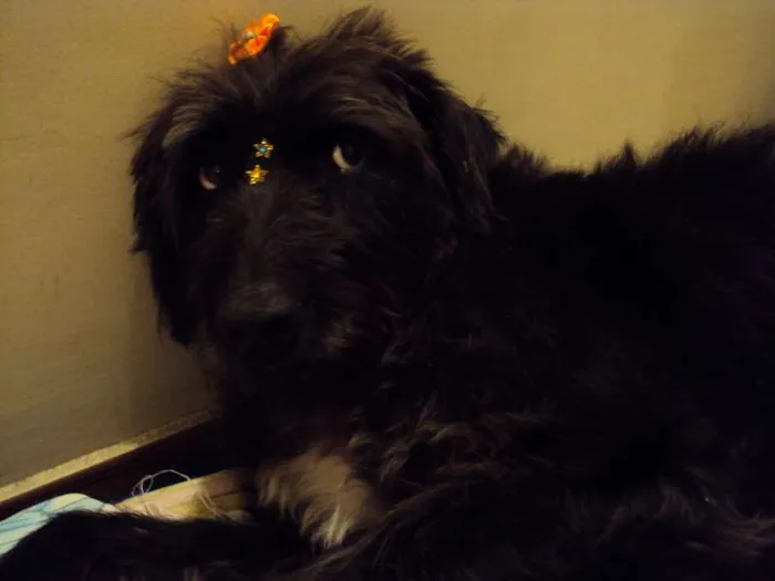 Cachorro ra a SRD idade 6 ou mais anos nome sem nome