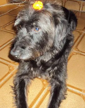 Cachorro raça SRD idade 6 ou mais anos nome sem nome
