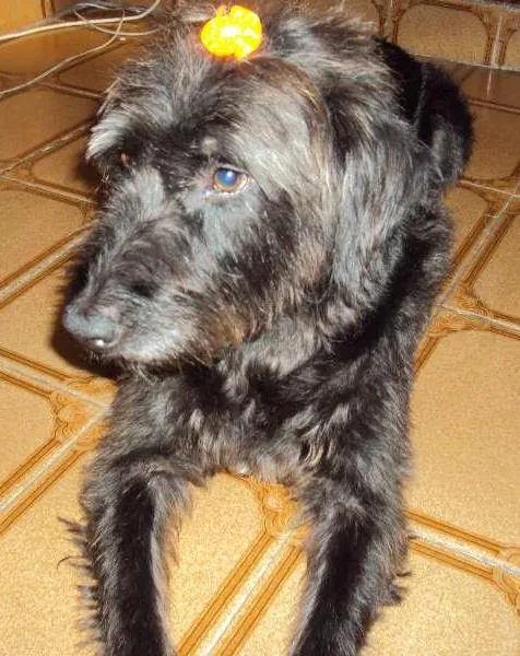 Cachorro ra a SRD idade 6 ou mais anos nome sem nome