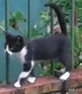 Gato raça srd idade Abaixo de 2 meses nome pretinhos