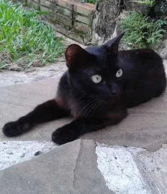Gato ra a srd idade Abaixo de 2 meses nome pretinhos
