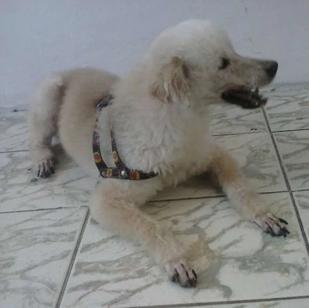 Cachorro ra a Poodle idade 6 ou mais anos nome Pitty