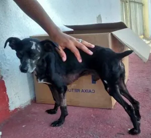 Cachorro raça Pinscher idade 6 ou mais anos nome Guerrero