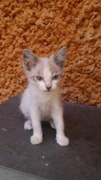 Gato ra a SRD idade 2 a 6 meses nome Lindo