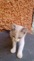 Lindo