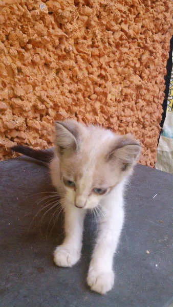 Gato ra a SRD idade 2 a 6 meses nome Lindo