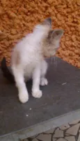 Lindo