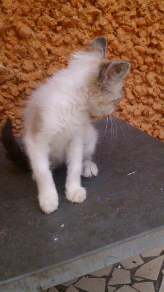 Gato ra a SRD idade 2 a 6 meses nome Lindo