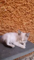 Lindo