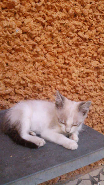 Gato ra a SRD idade 2 a 6 meses nome Lindo