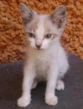 Gato raça SRD idade 2 a 6 meses nome Lindo