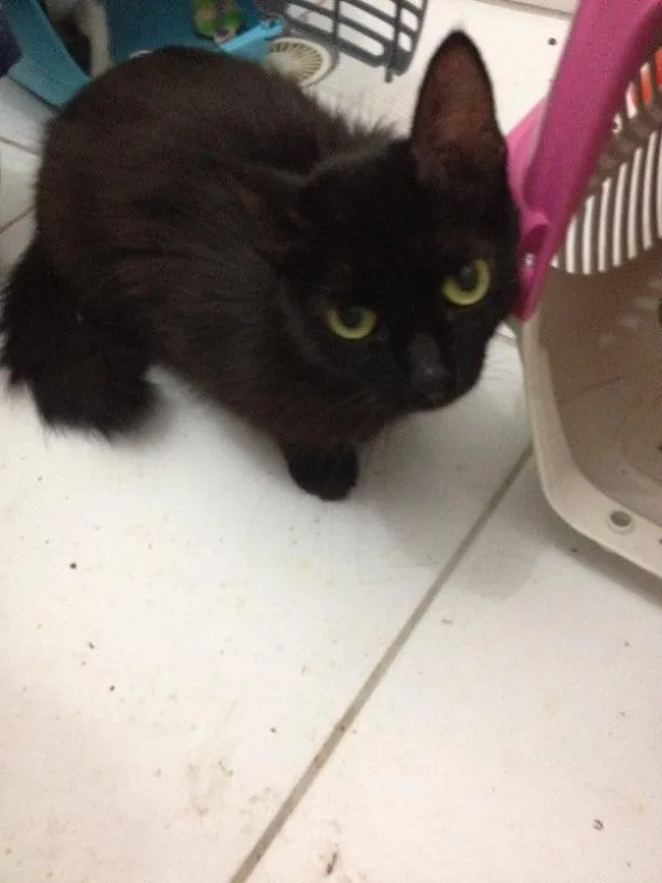 Gato ra a Srd idade 3 anos nome Catita
