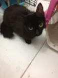 Catita
