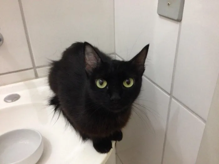 Gato ra a Srd idade 3 anos nome Catita