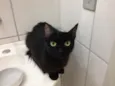Catita