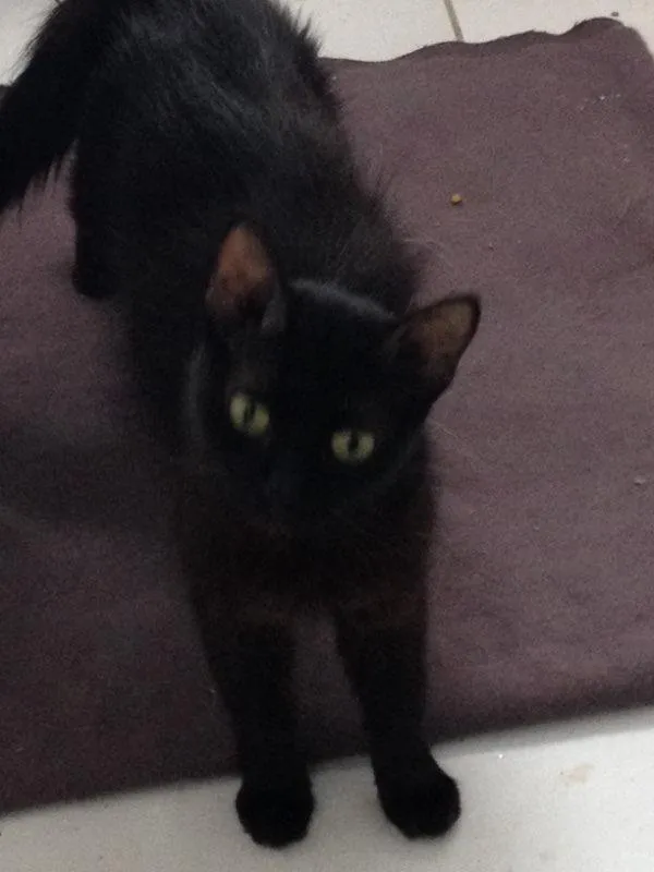 Gato ra a Srd idade 3 anos nome Catita