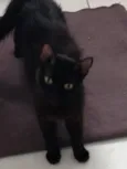 Catita