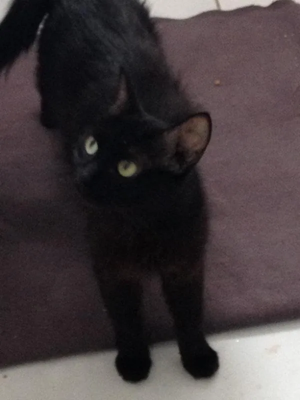 Gato ra a Srd idade 3 anos nome Catita