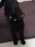 Catita