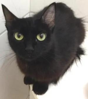 Gato raça Srd idade 3 anos nome Catita