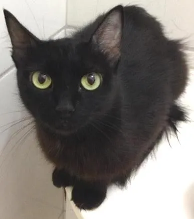 Gato ra a Srd idade 3 anos nome Catita