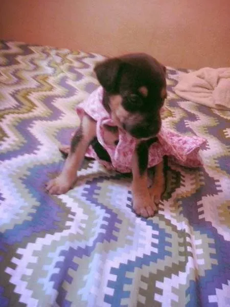 Cachorro ra a no idade  nome no