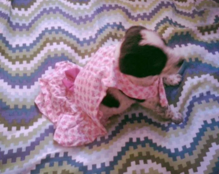Cachorro ra a nao idade Abaixo de 2 meses nome nao