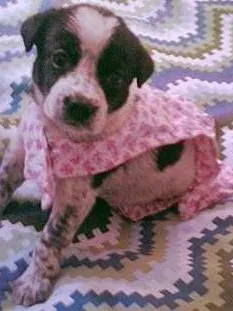 Cachorro ra a nao idade Abaixo de 2 meses nome nao