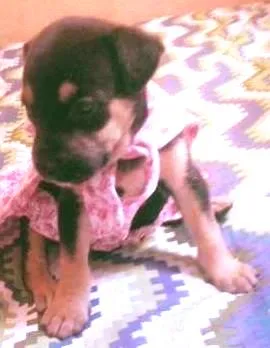 Cachorro ra a no idade  nome no