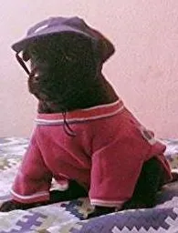 Cachorro ra a n idade Abaixo de 2 meses nome n