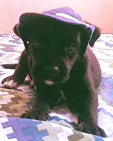 Cachorro ra a n idade Abaixo de 2 meses nome n