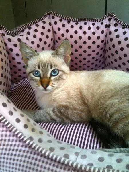 Gato ra a SRD idade 2 a 6 meses nome Bianco, Clara, Eugê