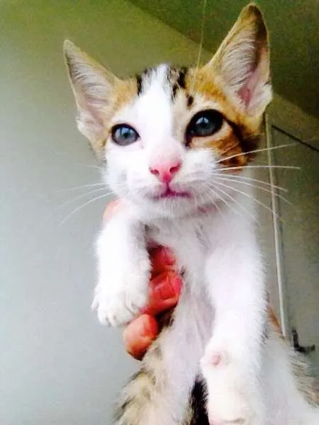 Gato ra a SRD idade 2 a 6 meses nome Bianco, Clara, Eugê