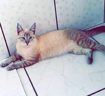 Gato ra a Cianes idade 7 a 11 meses nome Fred