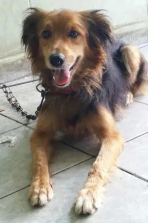 Cachorro raça Vira Lata  idade 4 anos nome Leo
