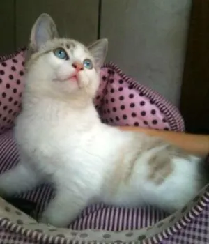 Gato raça SRD idade 2 a 6 meses nome Bianco, Clara, Eugê