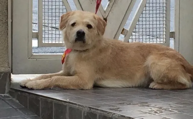 Cachorro ra a vira lata  idade 2 anos nome Bud