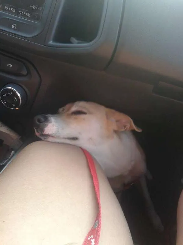 Cachorro ra a vira lata idade 1 ano nome BLUE