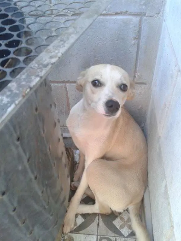 Cachorro ra a vira lata idade 1 ano nome BLUE
