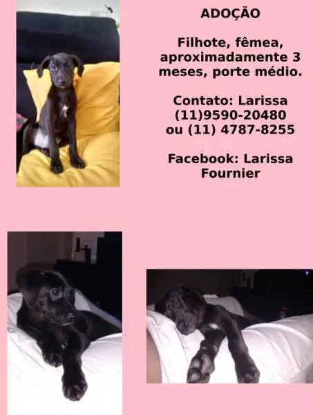 Cachorro ra a SRD idade 2 a 6 meses nome Preta