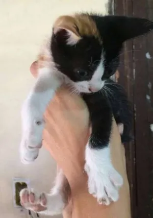 Gato raça srd idade Abaixo de 2 meses nome Ninhada